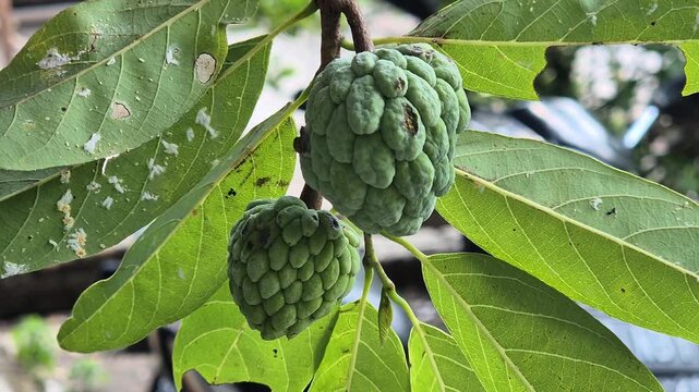 Fruits called Srikaya or Sugar Apple in English, still hanging on the tree 