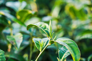 Close-up view of tender young green shoots and leaves growing on a plant stem, set against blurred lush foliage. © tai