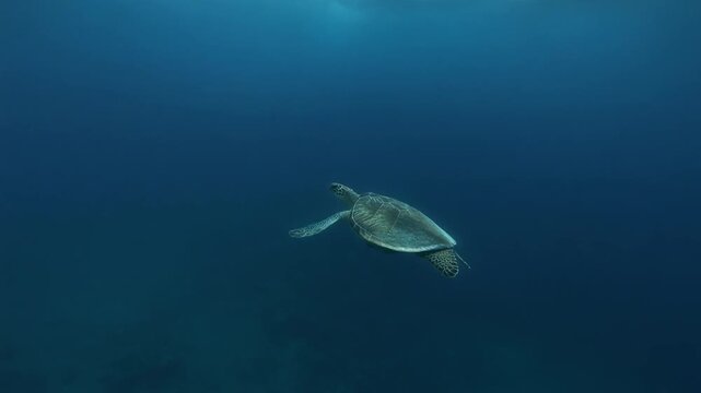Graceful Mauritius sea turtle gliding through clear blue ocean depth