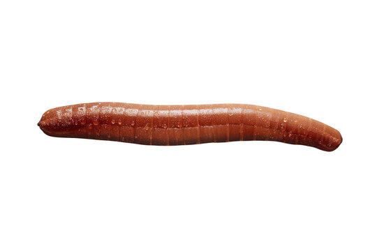 Straight reddish brown earthworm