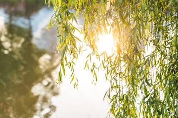 Hanging willow branches with slender leaves filter bright sunlight, their forms reflected on calm water in a serene natural outdoor scene. © tai