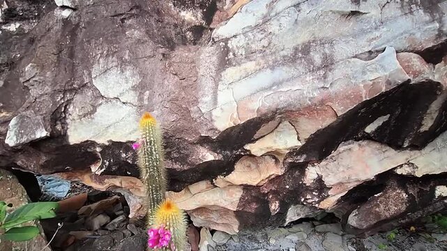 cacto na cidade de Gr&atilde;o Mogol, Estado de Minas Gerais, Brasil