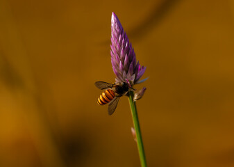 A detailed macro photograph of a bee collecting nectar from a vibrant purple celosia flower, beautifully framed against a smooth golden background with generous copy space. © iwan