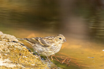 En la charca un Verdecillo o serín verdecillo (Serinus serinus) © FranciscoJose