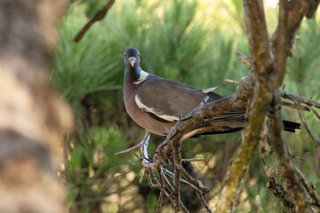 Una indecisa  y preciosa Paloma torcaz (Columba palumbus) © FranciscoJose