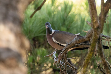 Paloma torcaz (Columba palumbus) esperando para tirarse a la charca © FranciscoJose