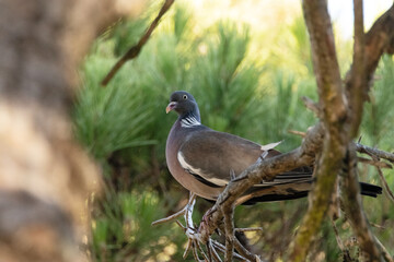 Posada en el pino una Paloma torcaz (Columba palumbus)  © FranciscoJose