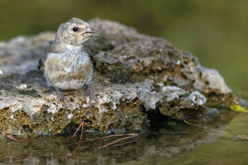 Un joven y delicado Jilguero (Carduelis Carduelis)  © FranciscoJose