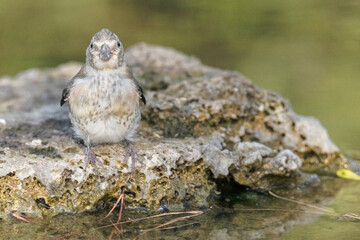 Un chivon de Jilguero (Carduelis Carduelis) en la roca  © FranciscoJose