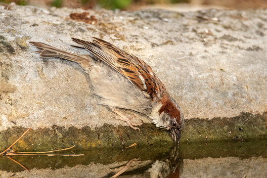 Gorri&oacute;n com&uacute;n (Passer domesticus) saciando su sed en la charca