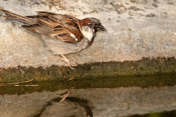 Gorrión común (Passer domesticus) bajando para beber agua  © FranciscoJose