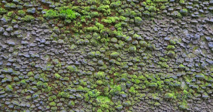 Full frame close up of green moss and lichen texture on tree bark