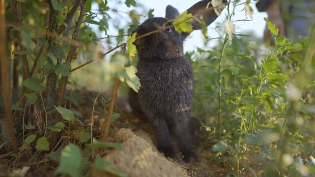 A rabbit hops through green foliage under the warm sun. The rabbit enjoys its time in the sun, surrounded by vibrant plants and leaves.