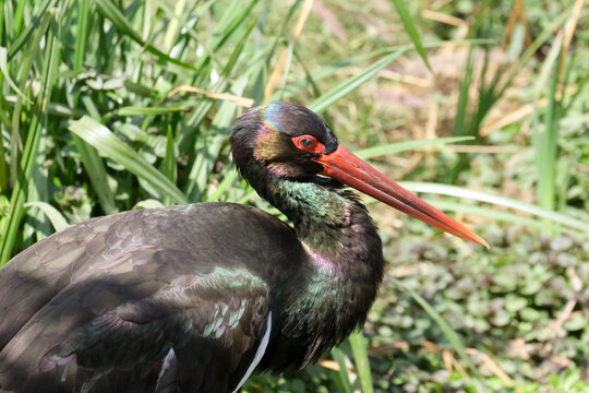 Black Stork (Ciconia nigra)