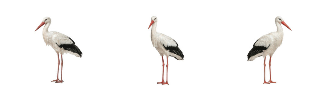 Set of 3 white storks standing isolated on white background. PNG graphic element featuring European storks with red beaks and long legs for wildlife art, nature illustration, birdwatching, cut out cli