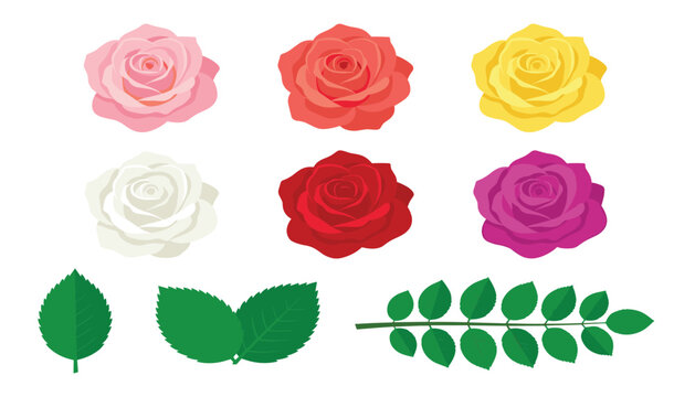 Colorful rose flowers vector set with red pink yellow white blossom heads and green leaves for greeting card design.