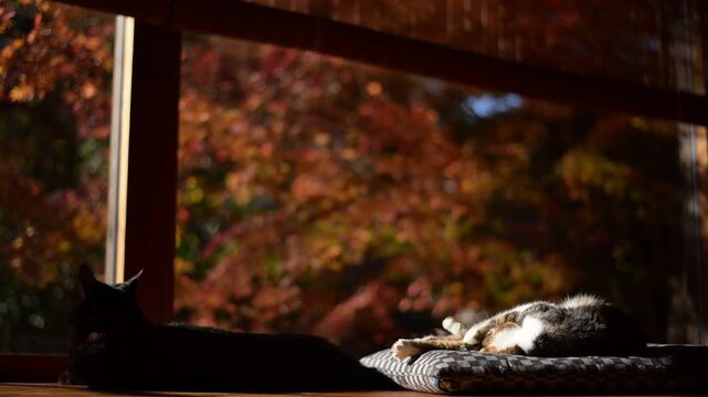 しっぽを振りながらうたた寝するキジ猫と、紅葉の庭を眺める黒猫