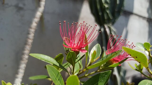 Vibrant red Xanthostemon flowers blooming naturally, showcasing striking brush-like stamens and colorful blossoms that enhance the beauty of tropical landscapes.