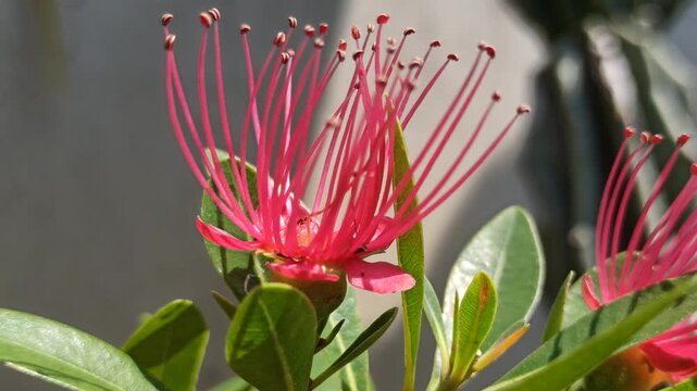Vibrant red Xanthostemon flowers blooming naturally, showcasing striking brush-like stamens and colorful blossoms that enhance the beauty of tropical landscapes.