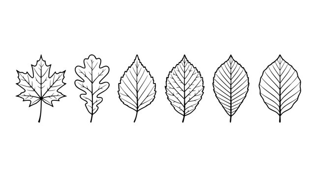 Collection of hand-drawn autumn leaf outlines on white background