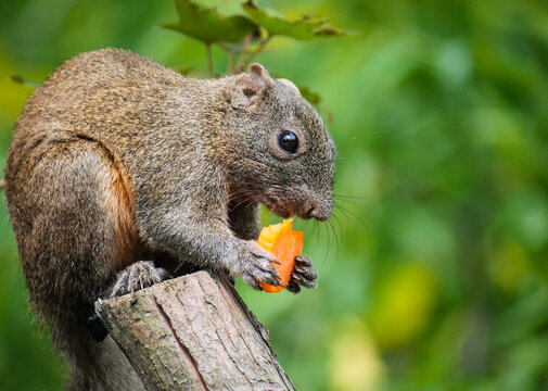 A cute squirrel nibbling on a carrot