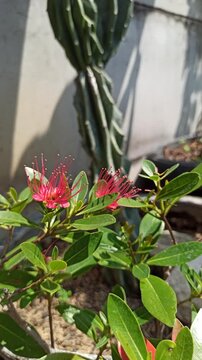 Vibrant red Xanthostemon flowers blooming naturally, showcasing striking brush-like stamens and colorful blossoms that enhance the beauty of tropical landscapes.