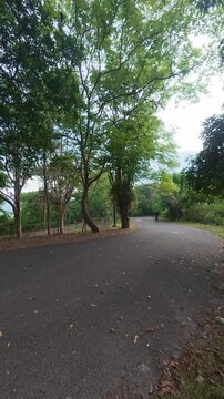 Person Riding Bicycle on Tree Lined Road