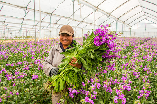 Female flower farmer holding a freshly harvested bundle of purple stock flowers inside a commercial greenhouse. Professional floriculture, sustainable cultivation and premium cut flower production hig
