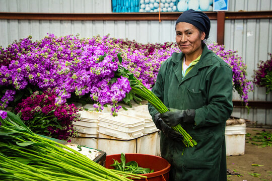 Female floriculture worker holding freshly harvested stock flowers inside a commercial flower processing facility. Fresh cut blooms prepared for grading, packing and export in a professional floral pr