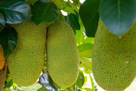 Close up of two large green jackfruits hanging from a tree branch