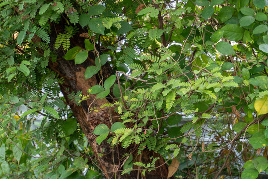 Tamarind tree trunk intertwined with green creeping vines and leaves