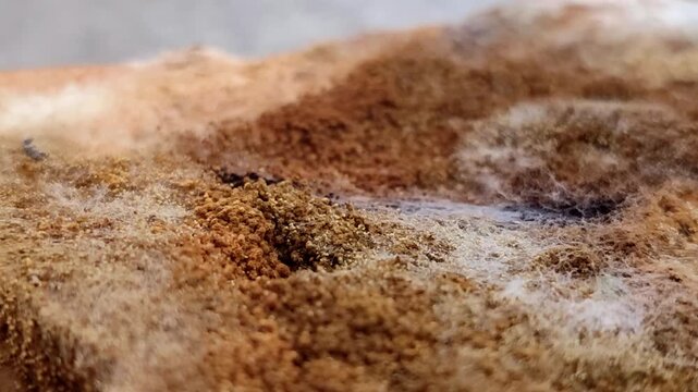Rhizopus stolonifer (black bread mold) growing on rotten bread surface. Detailed view of sporangium and mycelium for biology and science education
