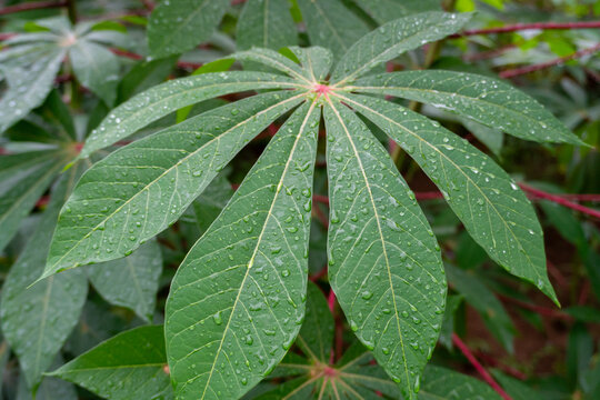 Close up of a green cassava leaf covered in fresh rain drops