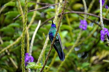 Fototapeta premium Sparkling violetear (Colibri coruscans) hummingbird perched in a porterweed plant, in Cotacachi, Ecuador