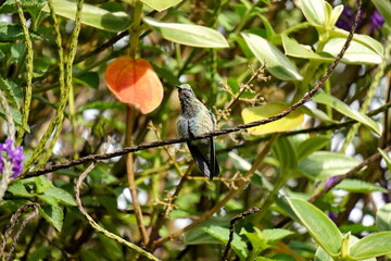 Fototapeta premium Sparkling violetear (Colibri coruscans) hummingbird perched in the flowers in Cotacachi, Ecuador
