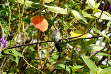 Fototapeta premium Sparkling violetear (Colibri coruscans) hummingbird perched in the flowers in Cotacachi, Ecuador
