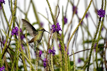 Fototapeta premium Sparkling violetear (Colibri coruscans) hummingbird in flight, feeding from a porterweed plant, in Cotacachi, Ecuador