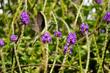 Fototapeta premium Sparkling violetear (Colibri coruscans) hummingbird in flight, feeding from a porterweed plant, in Cotacachi, Ecuador