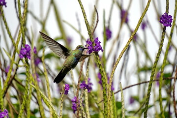 Fototapeta premium Sparkling violetear (Colibri coruscans) hummingbird in flight, feeding from a porterweed plant, in Cotacachi, Ecuador