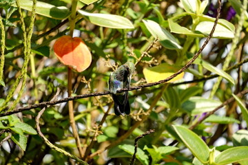 Fototapeta premium Sparkling violetear (Colibri coruscans) hummingbird perched in the flowers in Cotacachi, Ecuador