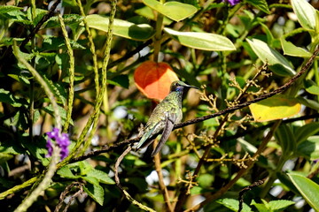 Fototapeta premium Sparkling violetear (Colibri coruscans) hummingbird perched in the flowers in Cotacachi, Ecuador
