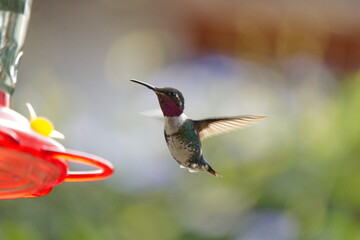 Fototapeta premium Male white-bellied woodstar (Chaetocercus mulsant) hummingbird in flight at a hummingbird feeder in Cotacachi, Ecuador