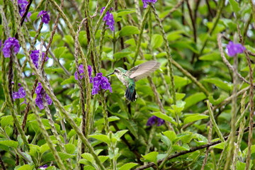 Fototapeta premium White-bellied woodstar (Chaetocercus mulsant) hummingbird in flight, feeding on a porterweed plant, in Cotacachi, Ecuador