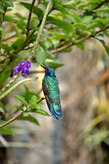 Fototapeta premium Sparkling violetear (Colibri coruscans) hummingbird perched in a porterweed plant, in Cotacachi, Ecuador