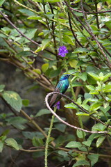 Fototapeta premium Sparkling violetear (Colibri coruscans) hummingbird perched in a porterweed plant, in Cotacachi, Ecuador
