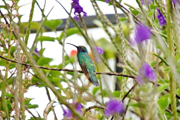 Fototapeta premium Sparkling violetear (Colibri coruscans) hummingbird perched in a porterweed plant, in Cotacachi, Ecuador
