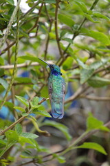 Fototapeta premium Sparkling violetear (Colibri coruscans) hummingbird perched in a porterweed plant, in Cotacachi, Ecuador