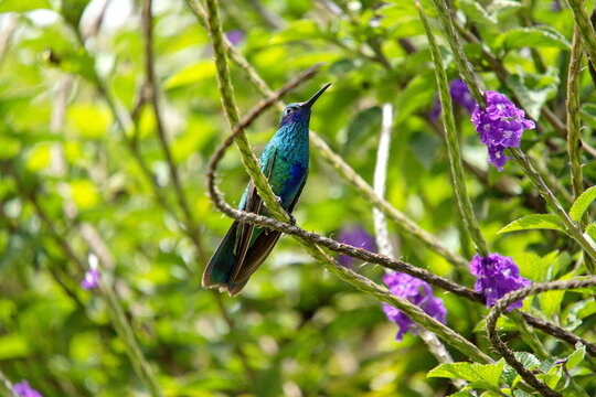 Sparkling violetear (Colibri coruscans) hummingbird perched in a porterweed plant, in Cotacachi, Ecuador