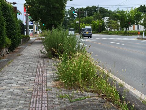 Overgrown weeds invade a cracked sidewalk beside a quiet street. Dark van passes, unnoticed by the stillness. Trees line the road, casting soft shadows. Paved stones and red bricks form a worn path