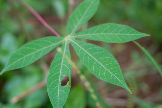 Green cassava leaf with an insect damage hole in a rural garden